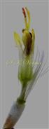  Disc Floret